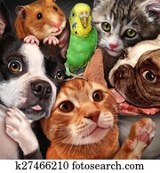 animal estimação, grupo