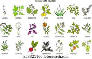 Best herbs for acne treatment Best herbs for acne treatment