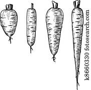 Carrot Carrot