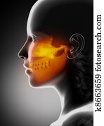 maxillofacial, מושג, רנטגן, לסות