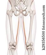 The gracilis The gracilis