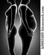 שומן, ו, רזה, אישה, השוואה