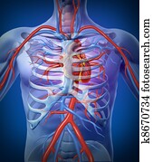 Human Heart Circulation In a Skeleton Human Heart Circulation In a Skeleton