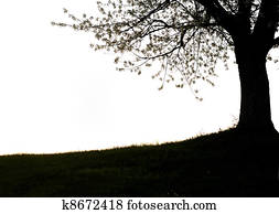 Photo of tree silhouette, countryside Photo of tree silhouette, countryside