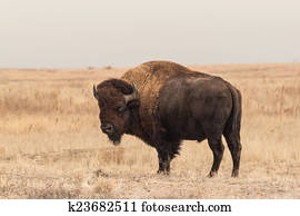Bison Bison