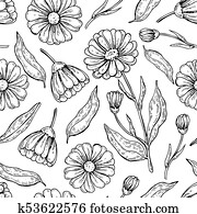 calendula, seamless, pattern., freigestellt, medizinische, blume, und, bl?tter calendula, seamless, pattern., freigestellt, medizinische, blume, und, bl?tter