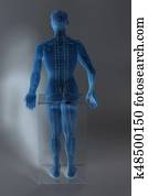 Medical acupuncture model of human on gray background Medical acupuncture model of human on gray background