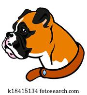 boxer hund, kopf boxer hund, kopf