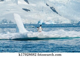 Gentoo penguins on iceberg Antarctica