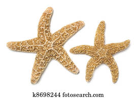 Starfish Over White Starfish Over White