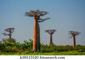 Baobabs