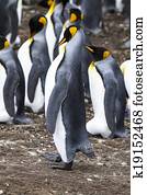 King Penguin - Proud