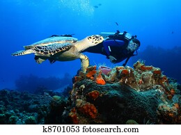 mergulhador, e, tartaruga hawksbill