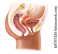 מערכת של רבייה נקבה