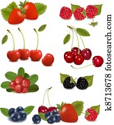 Big group of fresh berries Vector Big group of fresh berries Vector