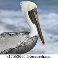Brown Pelican