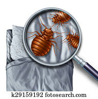 cama, erro, infestation