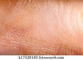 up human skin macro epidermis royalty free stock photo image 36429395 epidermis stock photo images 3 563 epidermis royalty free images and photography available to up human skin macro epidermis royalty free stock photo image 36429395 epidermis stock photo images 3 563 epidermis royalty free images and photography available to