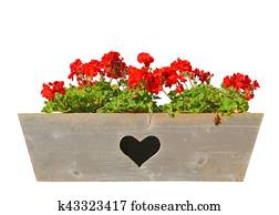 Geranium in window box