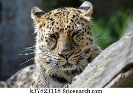 Leopard Leopard