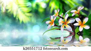 zen garden with frangipani zen garden with frangipani