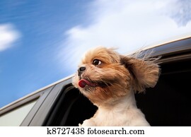 Dog in a Car Window and enjoy road trip