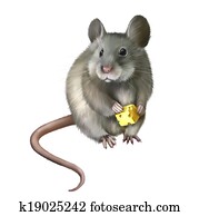 House mouse eating piece of cheese House mouse eating piece of cheese