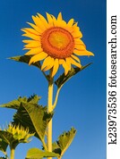 Sunflower Sunflower
