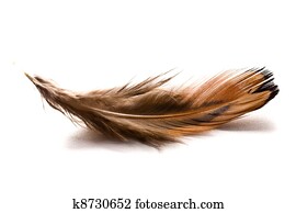 brown feather
