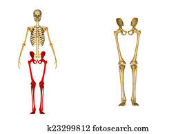 Hip with Legs Hip with Legs