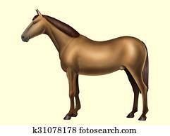 Horse anatomy - Body parts - No text