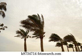 hurricane hurricane