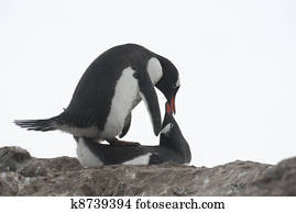 Mating penguins.
