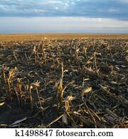 morto, cornfield.