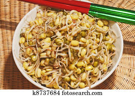soybean sprout soybean sprout