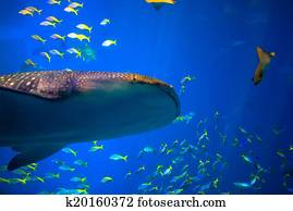 Whale shark in Okinawa Whale shark in Okinawa