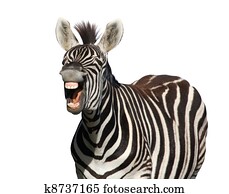 Zebra Laugh or Shout