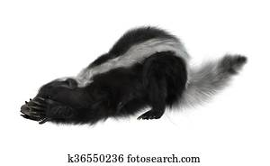 3D Rendering Skunk on White 3D Rendering Skunk on White