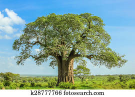 Baobab