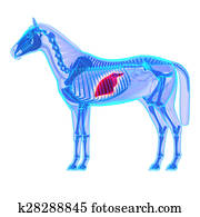 Horse Liver - Horse Equus Anatomy - isolated on white