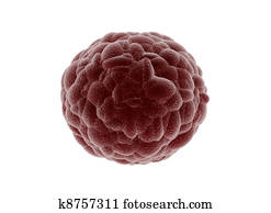 Cancer cells Cancer cells