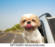 Dog in the Car Dog in the Car