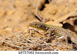 Maltese Wall Lizard