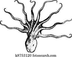 Octopus Octopus