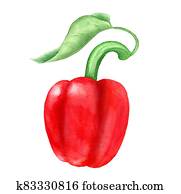 Red paprika vintage watercolor botanical illustration Red paprika vintage watercolor botanical illustration