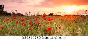 trigal, com, papoulas