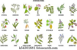Ayurvedic herbs, natural botanical set Ayurvedic herbs, natural botanical set