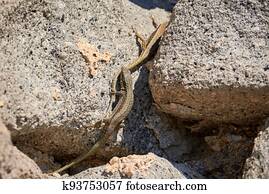 Common wall lizard biting another lizard
