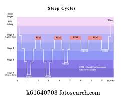 Cycles of sleep Cycles of sleep