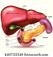 Emplacement du pancreas Emplacement du pancreas